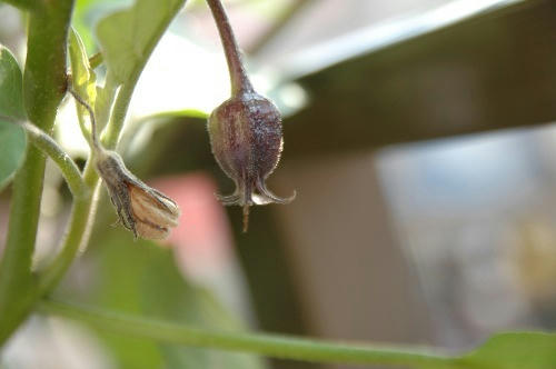ベランダ菜園 