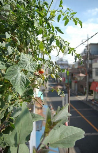ベランダ菜園 