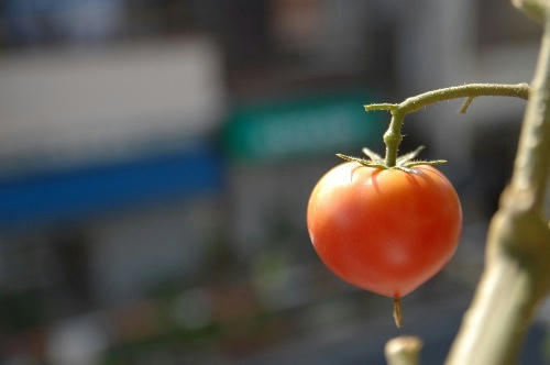 ベランダ菜園 