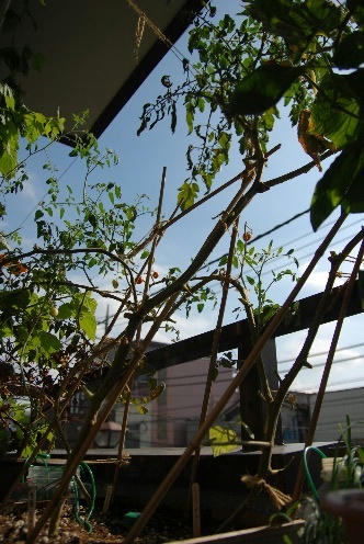 ベランダ菜園 