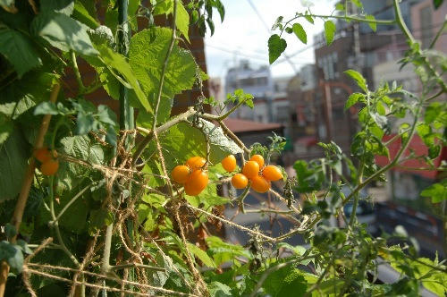 ベランダ菜園 