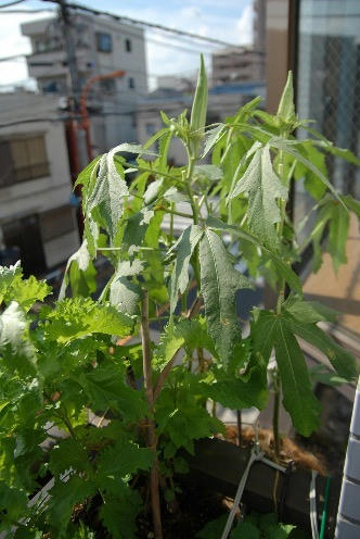 ベランダ菜園 