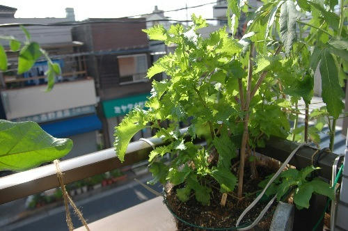 ベランダ菜園 
