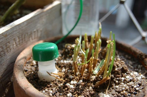 ベランダ菜園 