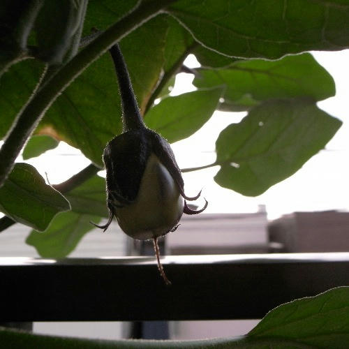 ベランダ菜園 