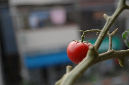 ベランダ菜園 