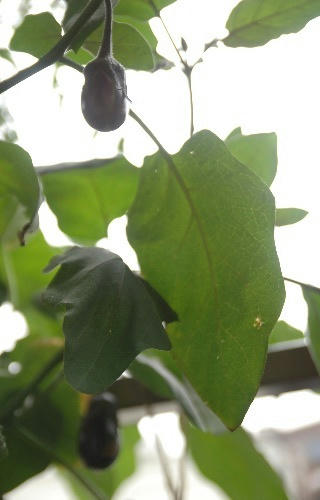 ベランダ菜園 