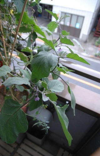 ベランダ菜園 