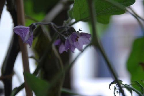 ベランダ菜園 