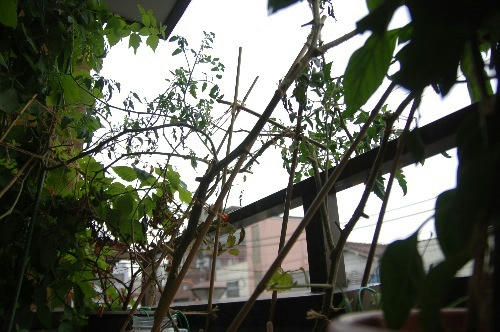 ベランダ菜園 