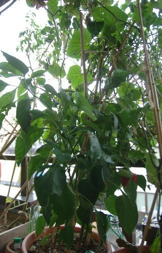 ベランダ菜園 
