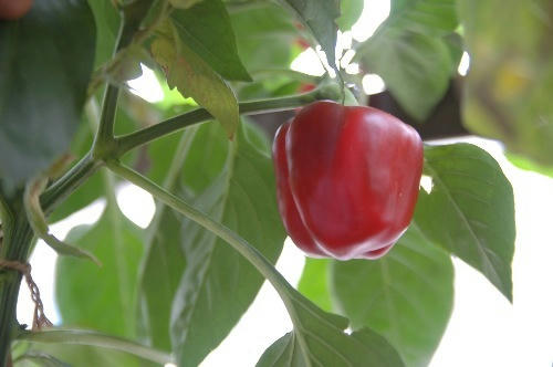 ベランダ菜園 