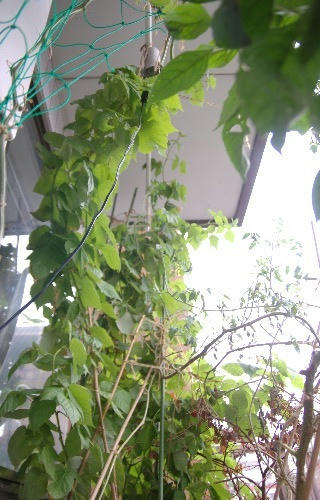 ベランダ菜園 