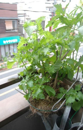 ベランダ菜園 