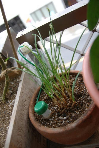 ベランダ菜園 