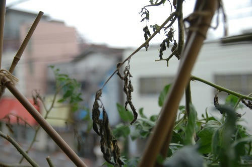 ベランダ菜園 