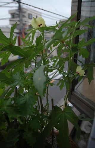 ベランダ菜園 