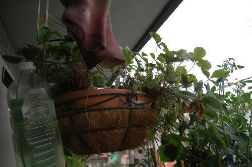 ベランダ菜園 