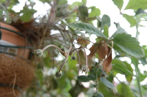 ベランダ菜園 