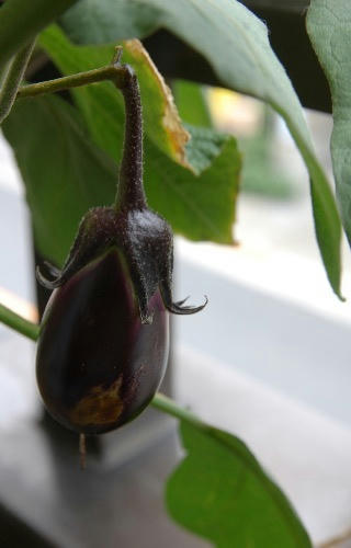 ベランダ菜園 