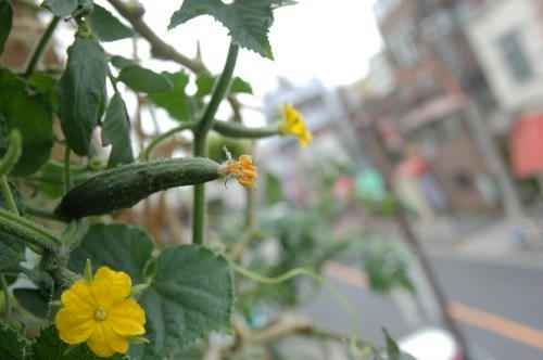 ベランダ菜園 