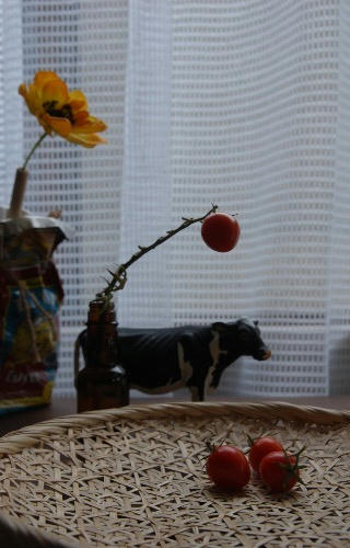 ベランダ菜園 