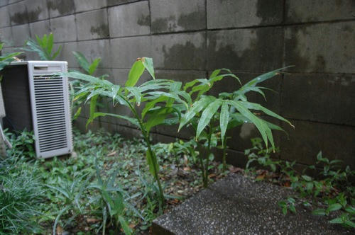 ベランダ菜園 