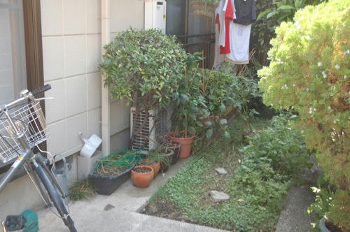 ベランダ菜園 