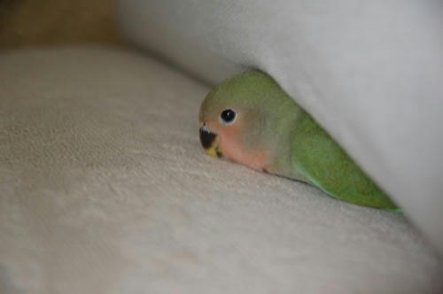 チャッピー
