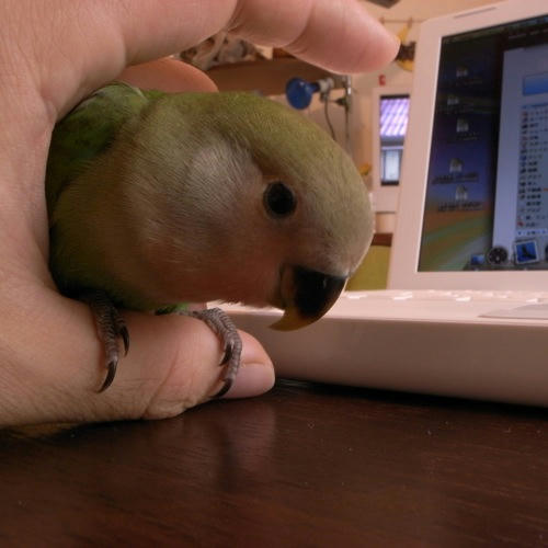 チャッピー