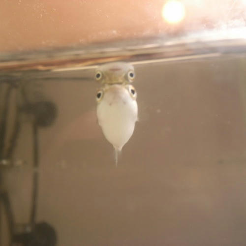 チャッピー