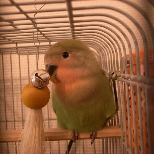 チャッピー