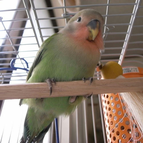 チャッピー