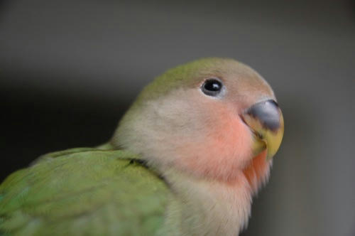 チャッピー