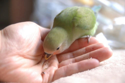 チャッピー