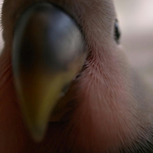 チャッピー