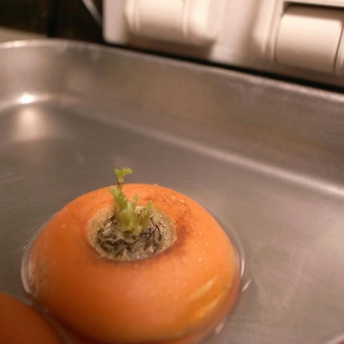 チャッピー