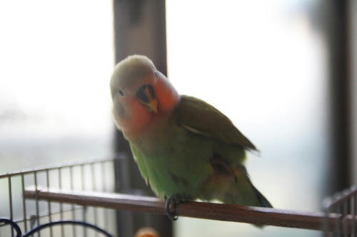 チャッピー