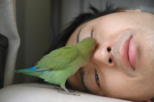 チャッピー
