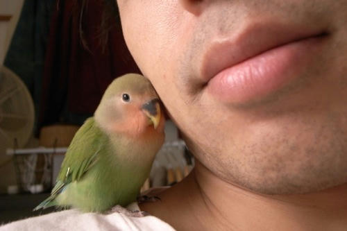 チャッピー