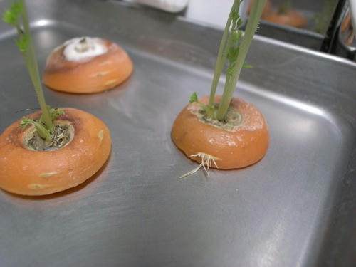 チャッピー