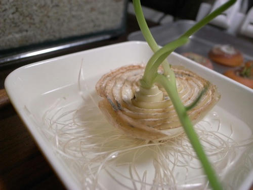 チャッピー