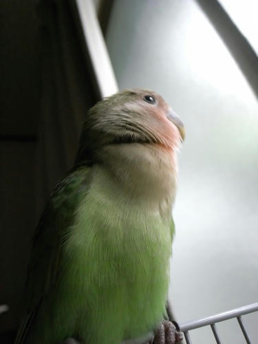 チャッピー