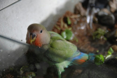 チャッピー