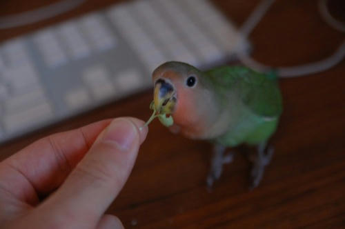 チャッピー