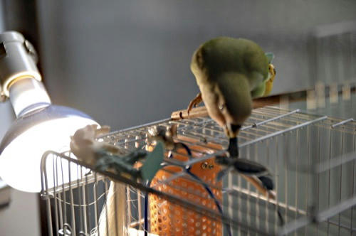 チャッピー