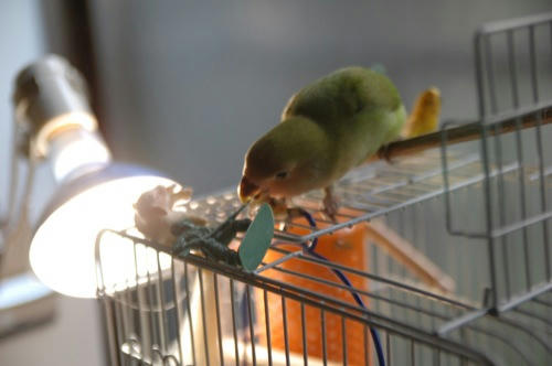 チャッピー