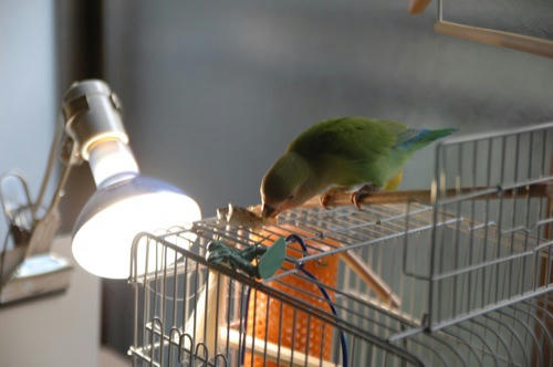チャッピー
