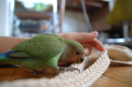 チャッピー