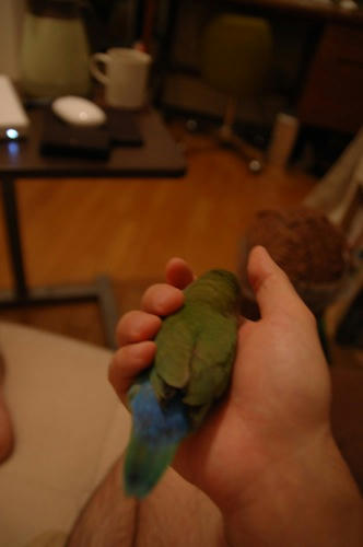 チャッピー